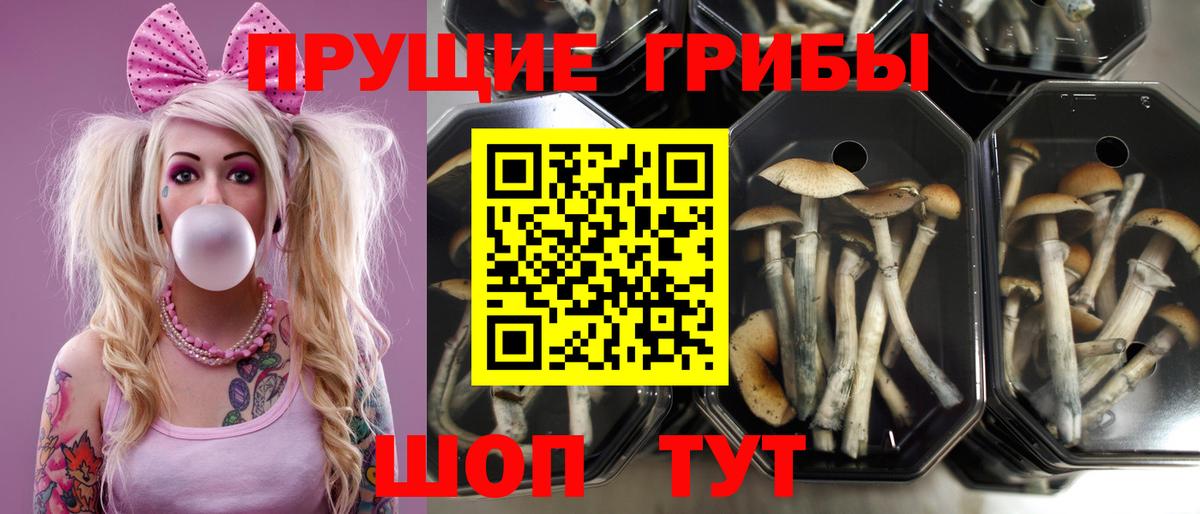 Псилоцибиновые грибы прущие грибы  Вход с VPN  Северск 